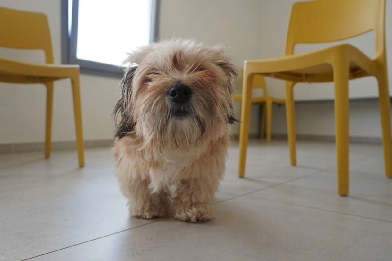 In sala d'attesa – Clinica Veterinaria Rigo, Villa Bartolomea