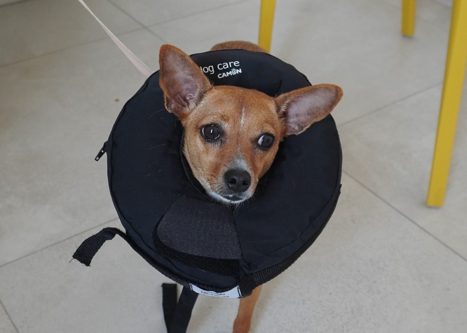 Con il collare, dopo un intervento – Clinica Veterinaria Rigo, Villa Bartolomea