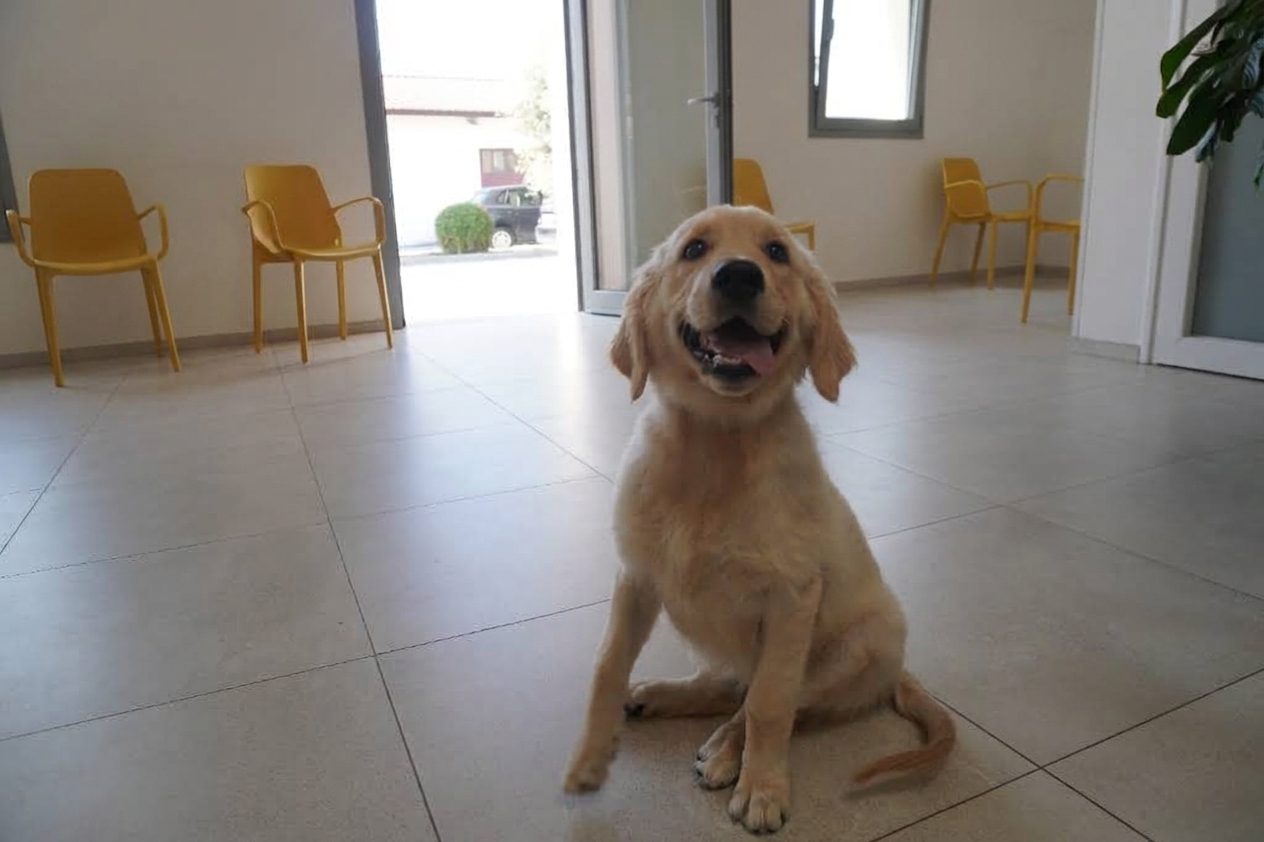 Un paziente all'ingresso – Clinica Veterinaria Rigo, Villa Bartolomea