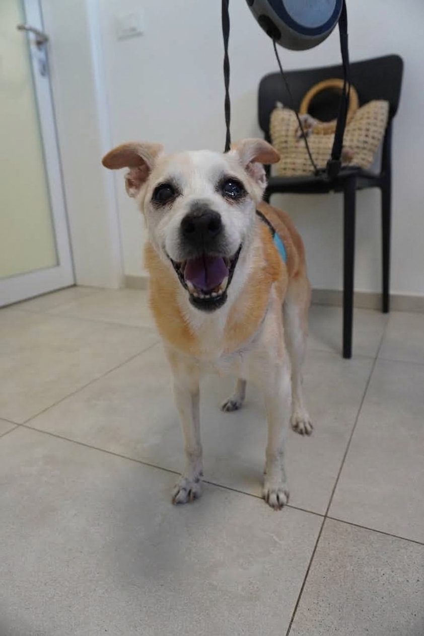 Prima della visita – Clinica Veterinaria Rigo, Villa Bartolomea