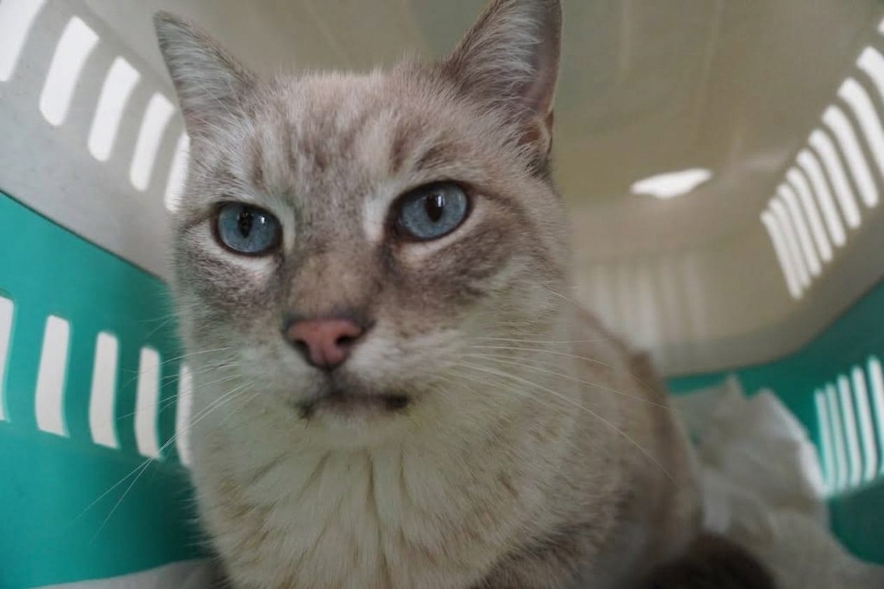 Un gatto in degenza – Clinica Veterinaria Rigo, Villa Bartolomea