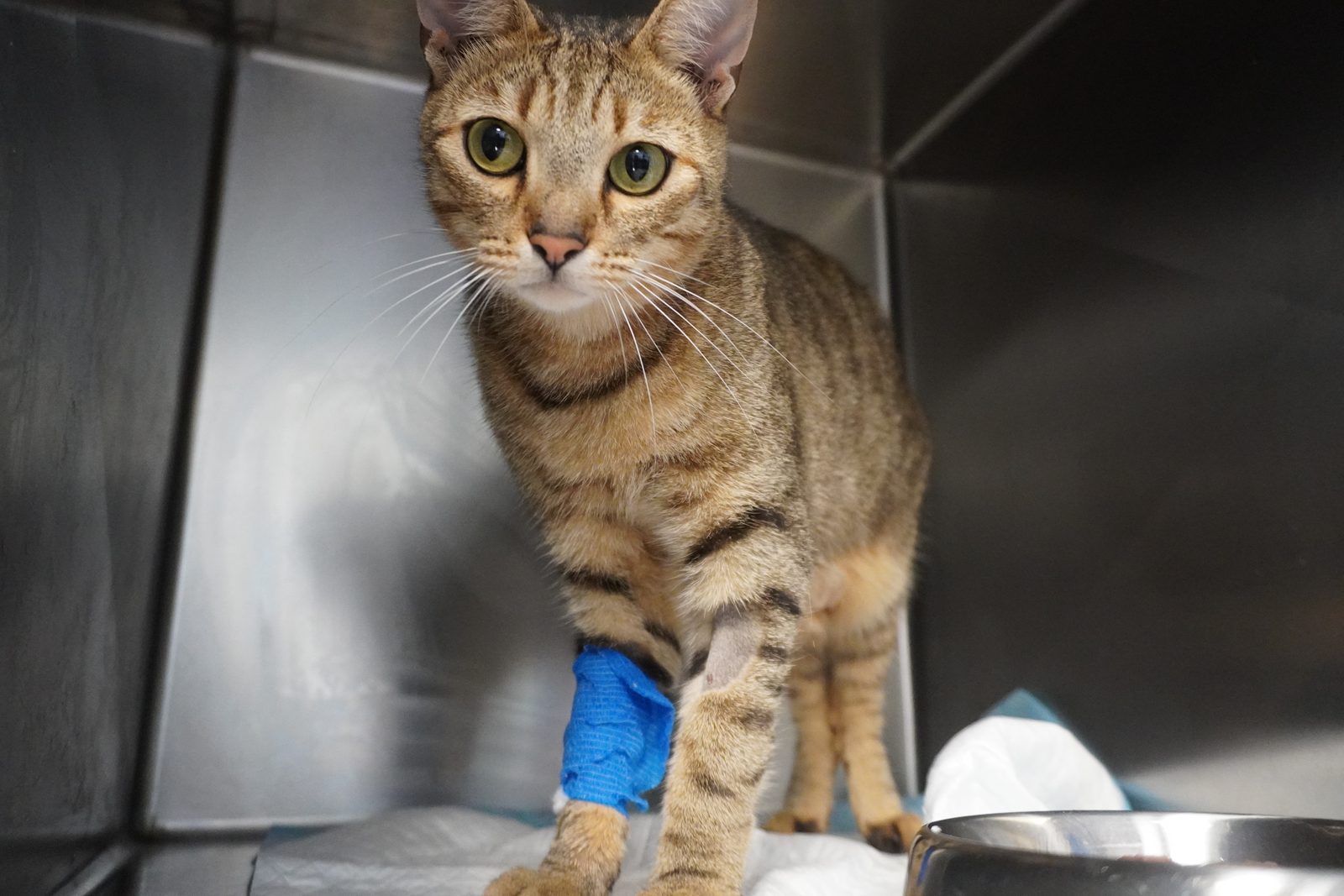 Ricovero dopo un intervento – Clinica Veterinaria Rigo, Villa Bartolomea