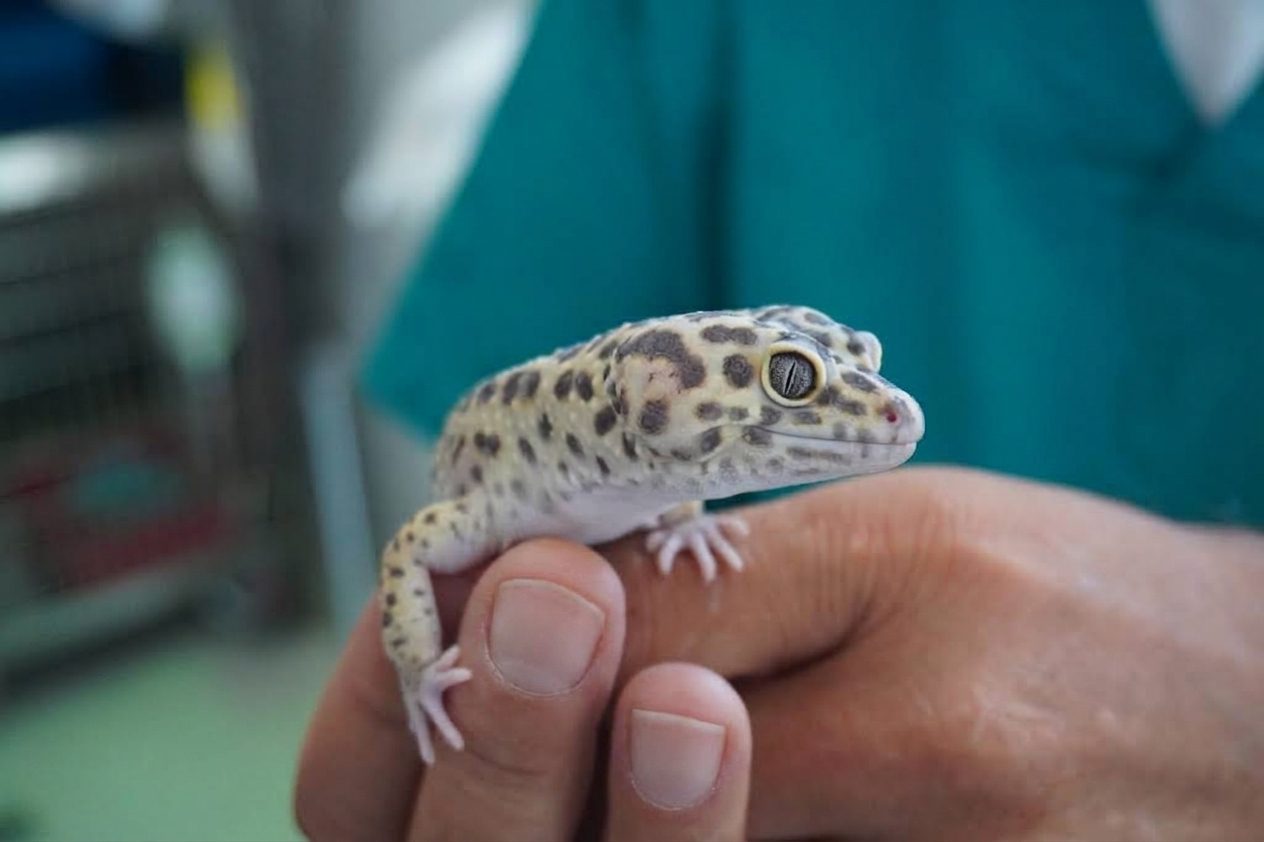 Anche i rettili sono pazienti – Clinica Veterinaria Rigo, Villa Bartolomea