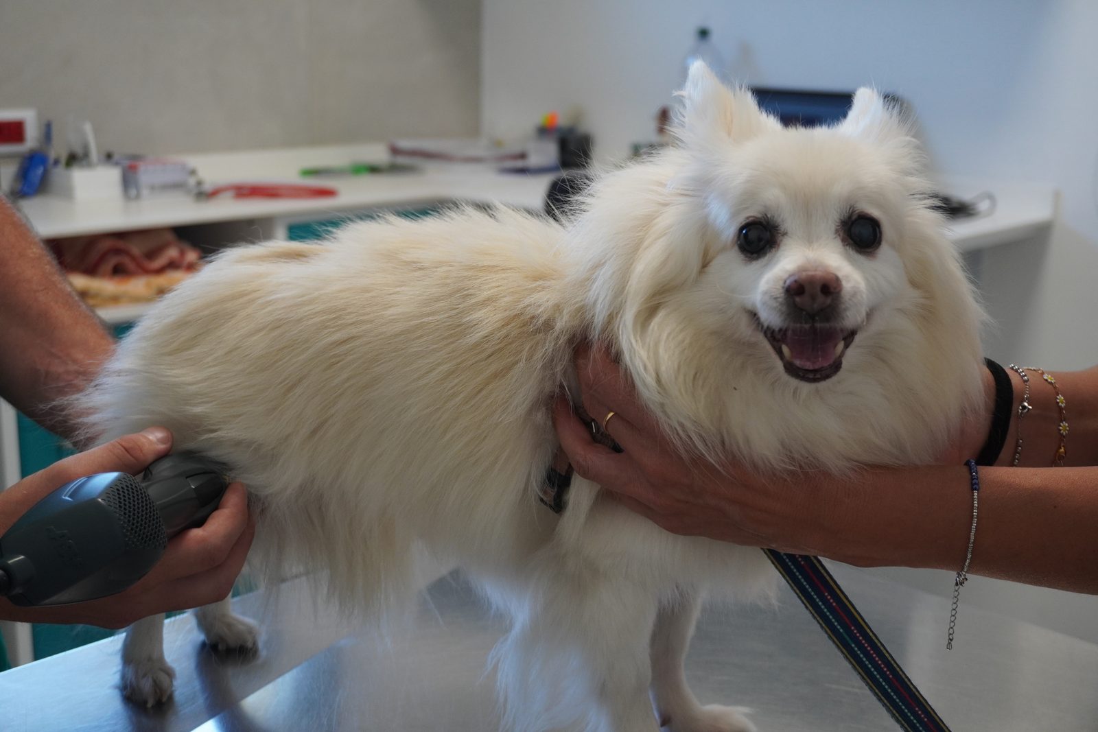 Una seduta di laserterapia – Clinica Veterinaria Rigo, Villa Bartolomea